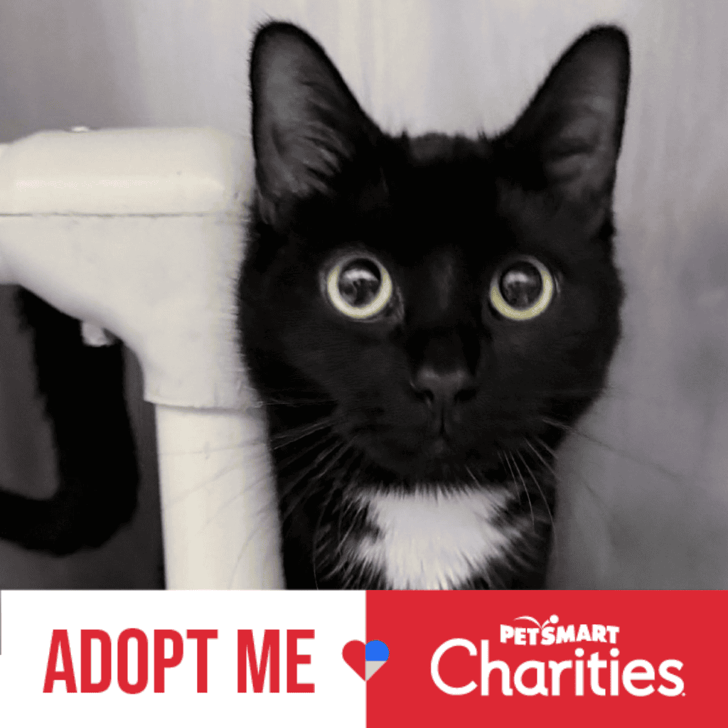 Pawsome Rescue Project Brings More Dogs and Cats to Families During National Adoption Week
